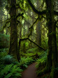 © SOOJIN - 이끼로 뒤덮인 우뚝 솟은 나무, 숲 바닥을 덮고 있는 양치류, 캐노피를 뚫고 들어오는 햇빛이 천상의 녹색 원더랜드 배경이미지