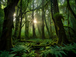 © SOOJIN - 이끼로 뒤덮인 우뚝 솟은 나무, 숲 바닥을 덮고 있는 양치류, 캐노피를 뚫고 들어오는 햇빛이 천상의 녹색 원더랜드 배경이미지
