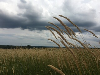 Dark marsh