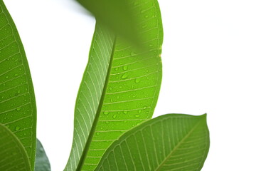 beautiful green leaf texture in springtime, water drop on frangipani leaves