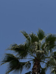 palm tree blue sky