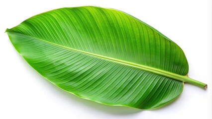 Fresh banana leaf isolated on white background