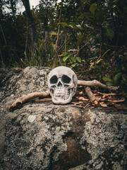 Halloween Skull, Mystery. Tropical background. Spooky time.