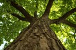 © herman - A large tree with green leaves, viewed from below with a wide-angle lens