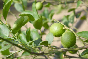 fresh lemon on plant closeup, Close-up Lemon fruit hanging on tree, photo of fresh lemons plants, Bunch of fresh ripe lemons on a lemon tree branch, Ripe fresh lemon hangs on tree branch in sunshine. 