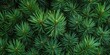 © MinimalZine - Vibrant Pine Needles Top View For Nature Lovers