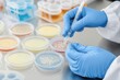 © ImagePulse - Lab assistant preparing petri dishes to test for salmonella in poultry samples