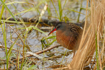 The Virginia rail (Rallus limicola) , small waterbird.  Is a  marsh bird with a long, heavy bill and a short, upturned tail.