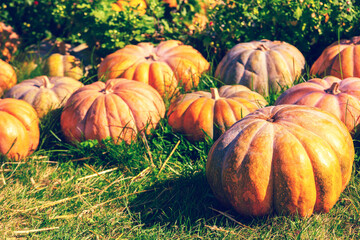 Crop of Pumpkins. Many Pumpkins on the grass. Autumn background