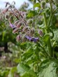 © lapis2380 - Blue beautiful borage flower outdoors on plant.