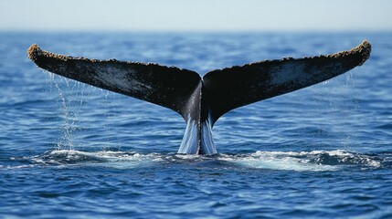 A whale's tail disappearing beneath the surface of the ocean, leaving ripples in the water