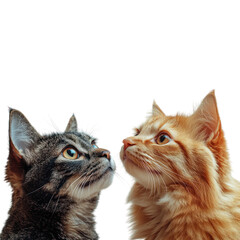 Wall Mural - Two Curious Cats Looking Up Isolated On a Transparent Background