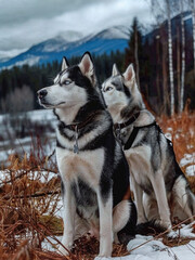  Two husky dogs standing in a field looking at the camera. They are wearing collars.