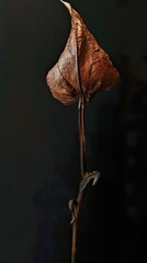 Wall Mural - dried leaf on black background - minimalist botanical photography