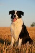 © Bianca - beautiful black and white border collie is sitting on the stubble field in the evening sun