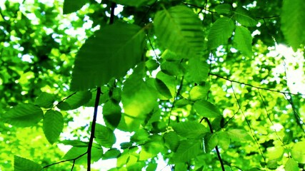 Wall Mural - green leaves in the forest,river reflection on the leafs