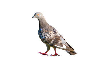 Wall Mural - Full body of standing pigeon bird isolated on transparent background.