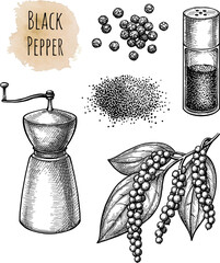 Canvas Print - black pepper ink sketch.