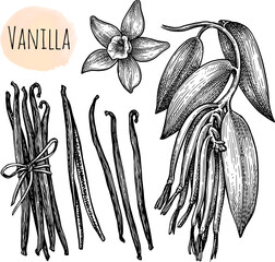 Canvas Print - vanilla flower, branch and dried beans.