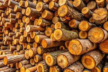 Wall Mural - Wood logs stacked neatly in storage area, showcasing their natural textures and colors. arrangement creates visually appealing pattern, highlighting beauty of timber