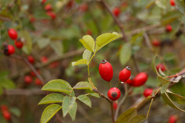 A vibrant close-up of red rose hips growing on a branch with green leaves. The fresh fruit stands out against the blurred background, with water droplets adding a natural touch to the scene..