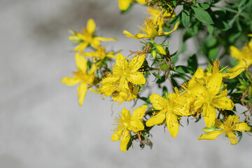 St John’s wort (Hypericum perforatum) in a garden.