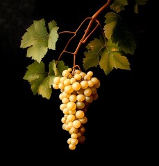 Poster - A close-up view of a cluster of yellow grapes hanging from a vine. The fresh leaves provide a natural backdrop. This image captures the essence of freshness and nature. AI