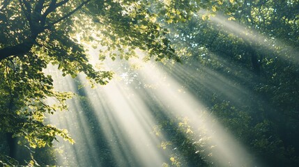 Wall Mural - Sunlight Filtering Through Lush Green Leaves