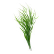© Buse - dill isolated on white background