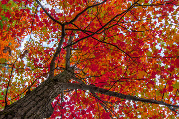 Magnificent autumn landscapes in the Canadian countryside in the province of Quebec