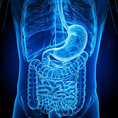 medical image of the digestive tract, stomach and intestines, blue image