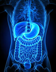 medical image of the digestive tract, stomach and intestines, blue image