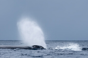 Humpback Whale - Megaptera novaeangliae, iconice large sea mammal from worldwide seas and oceans, Indian ocean, Mauritius.