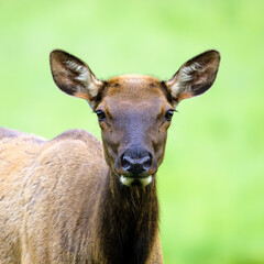 Cow Elk in Rocky Mountain National Park