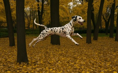 The Dalmatian leaps joyfully through a colorful autumnal landscape amid falling leaves in a colorful park scene