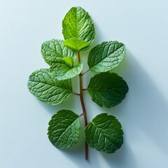 Sticker - Fresh Mint Sprig on Blue Background