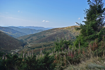 Mountain landscape with fireweed in the foreground.