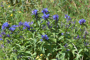 Willow gentian flowers (Gentiana asclepiadea), Carpathians, Ukraine.