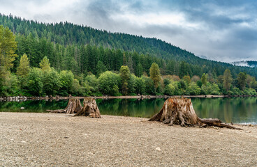 Rattlesnake Lake Stumps 3