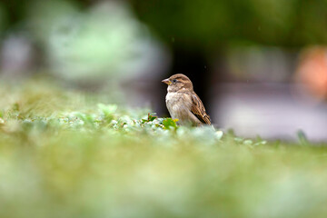 sparrow on a plant