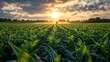 © tunanon - Tractor Spraying Pesticides Over Agricultural Field
