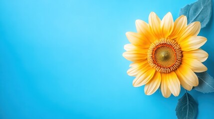 Yellow Sunflower on Blue Background