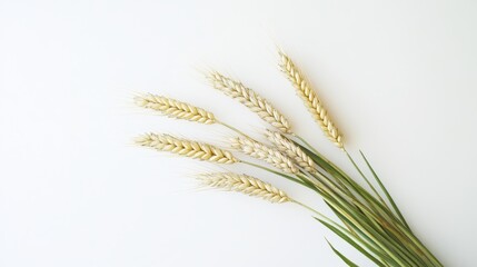 Bunch of wheat stalks against a white background