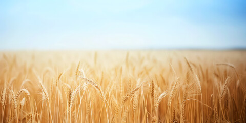 A golden wheat field at sunset, showcasing the beauty of agricultural growth and the ripe harvest ready for collection