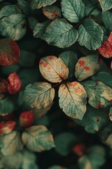 Sticker - Closeup of green leaves with red and yellow accents, nature background, botanical wallpaper