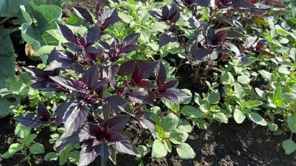 Poster - Plant of purple basil on field in sunny windy morning