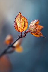 Sticker - Macro shot of two delicate autumn leaves with bokeh background.