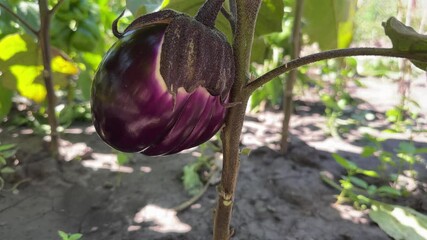 Poster - Stem of eggplant with purple fruit on field, bottom view