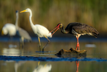 Wall Mural - black stork bird ( ciconia nigra )