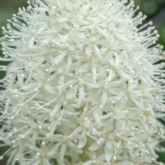 Soft White Blooms Of Bear Grass